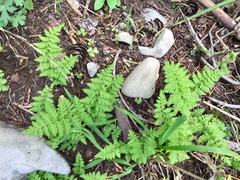 Cystopteris reevesiana
