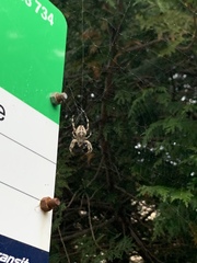 Araneus diadematus