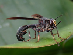 Physocephala aurifrons
