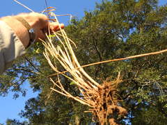 Elymus glabriflorus