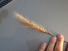 Elymus glabriflorus