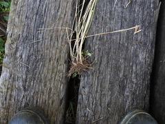 Elymus glabriflorus
