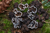 Genea sp. 'PNW12' - Photo (c) heatherdawson, some rights reserved (CC BY-NC), uploaded by heatherdawson