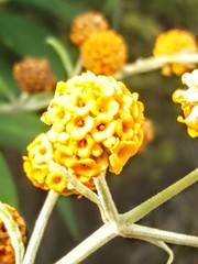 Buddleja globosa