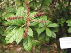 Lithocarpus quercifolius