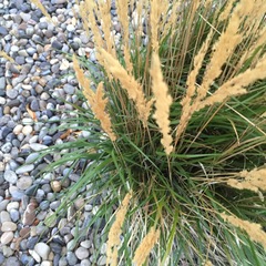 Calamagrostis × acutiflora