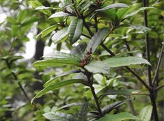 Lithocarpus quercifolius