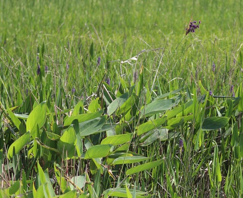 Image of Thalia dealbata by (c) Rich Sommer, some rights reserved (CC BY)