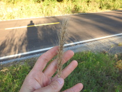 Elymus glabriflorus