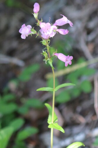 Penstemon tenuis