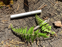 Cystopteris reevesiana