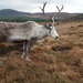 Domestic Reindeer - Photo (c) zenn91, some rights reserved (CC BY-NC), uploaded by zenn91
