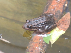 Leptodactylus luctator