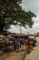 Epomophorus gambianus