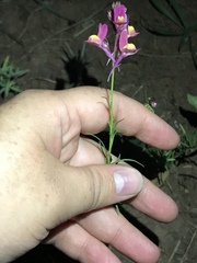 Linaria maroccana