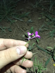 Linaria maroccana