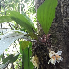 Stanhopea ecornuta