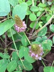 Uraria lagopodioides