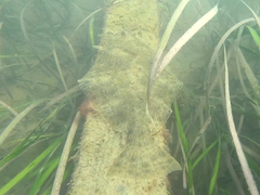 Paralichthys californicus
