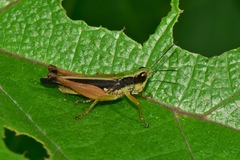 Orphulella concinnula
