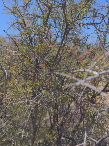 Image of Condalia warnockii by (c) Bruce Hartman, some rights reserved (CC BY)