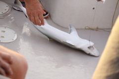 Carcharhinus acronotus