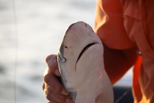 Zwartsnuithaai (Carcharhinus acronotus) — Carcharhinidae — 5