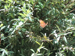 Dione vanillae maculosa