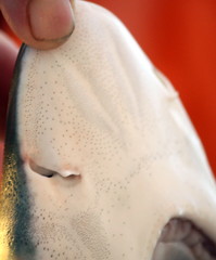 Carcharhinus acronotus