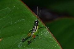 Liebermannacris dorsualis