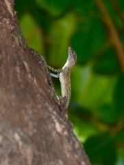 Anolis argenteolus