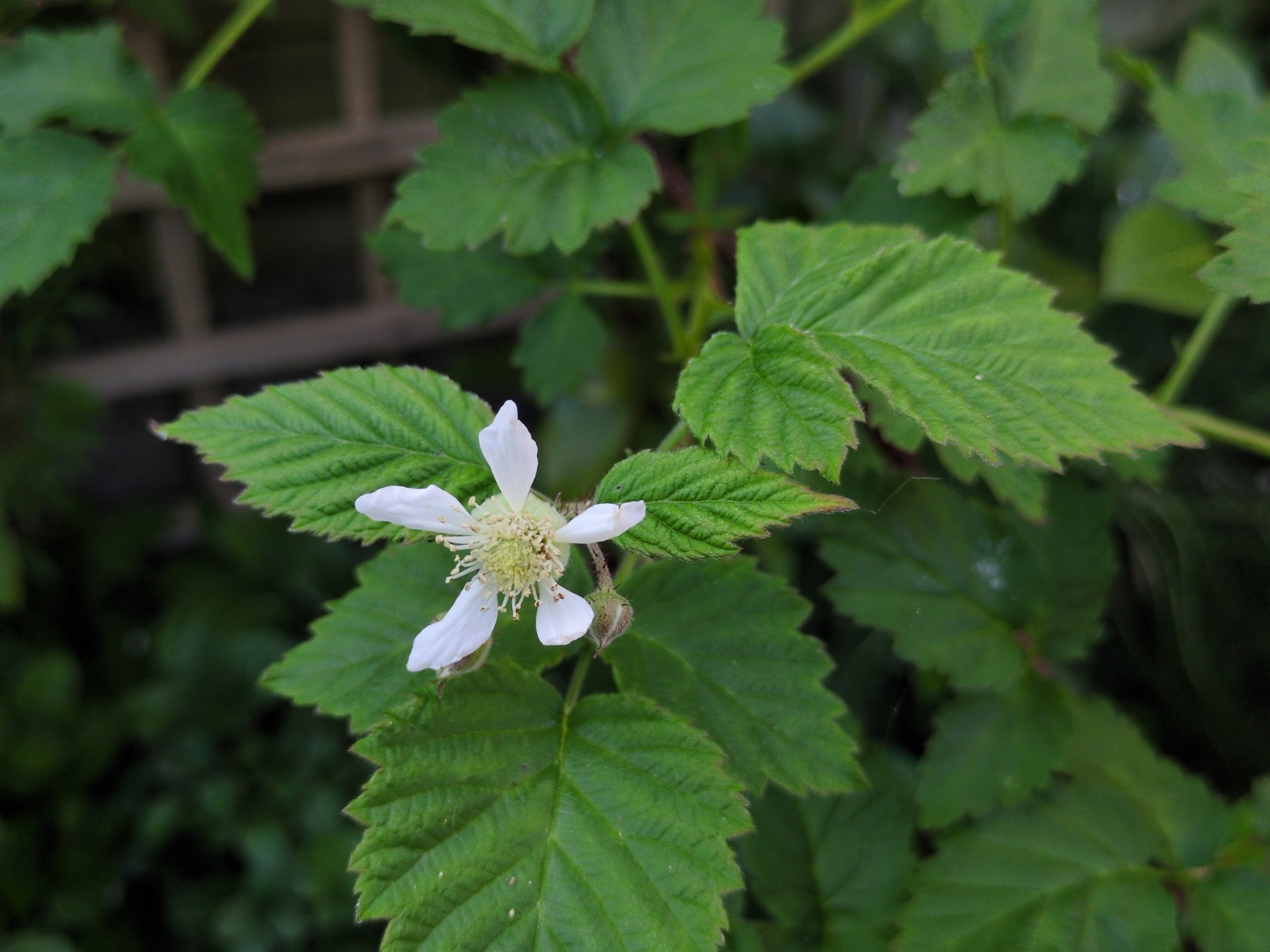 Loganberry
