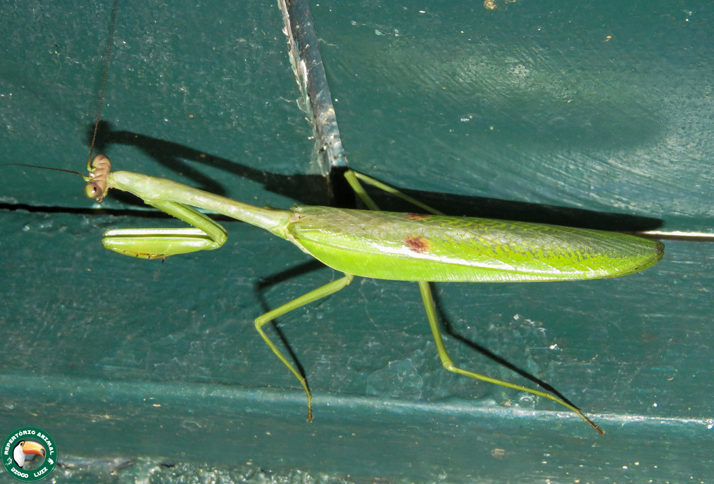 Stagmatoptera femoralis