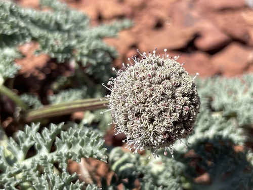 Cymopterus megacephalus