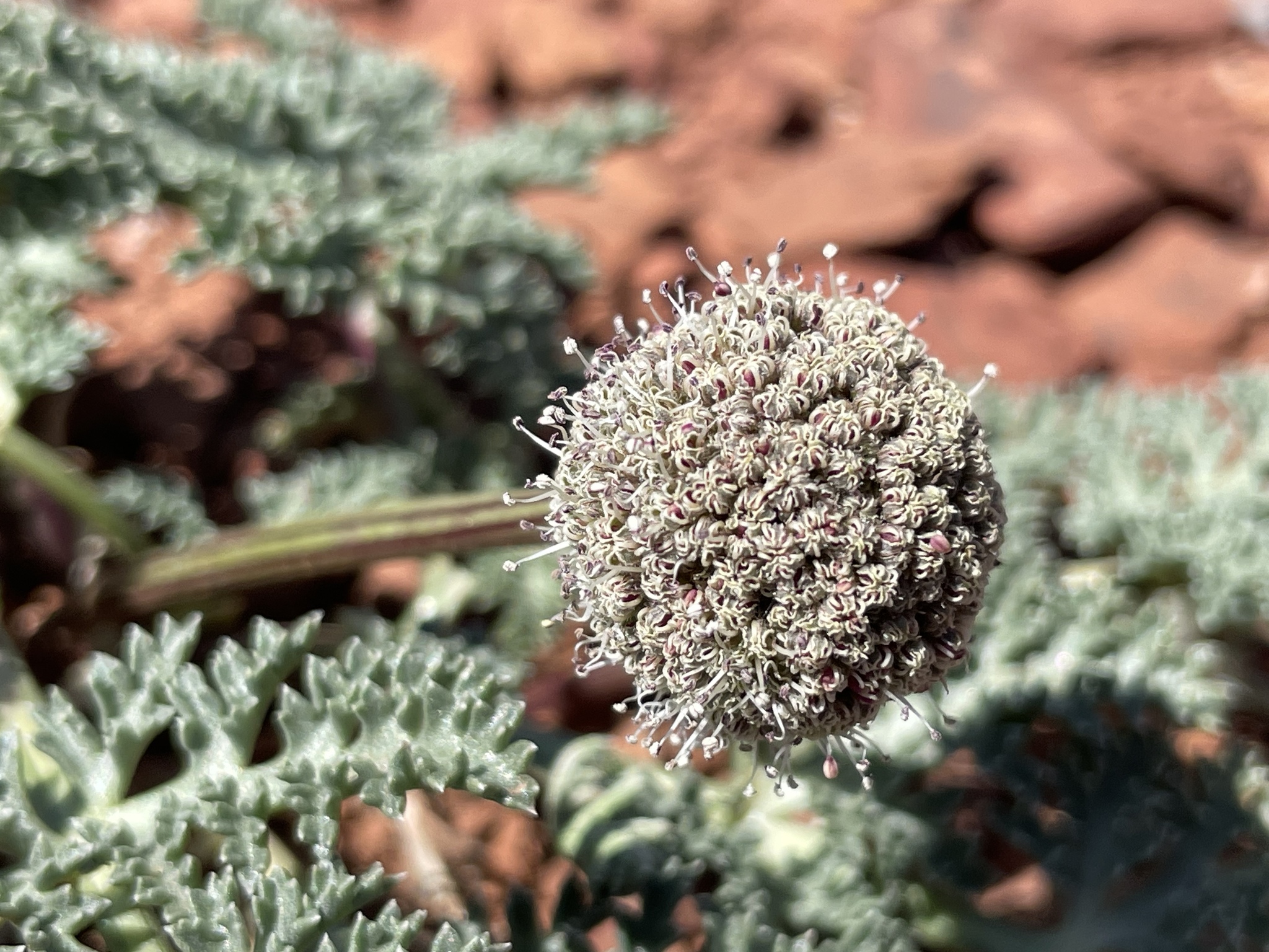 Cymopterus megacephalus