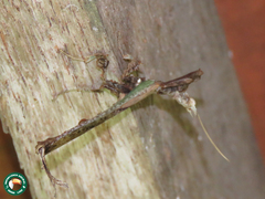 Stenophylla cornigera