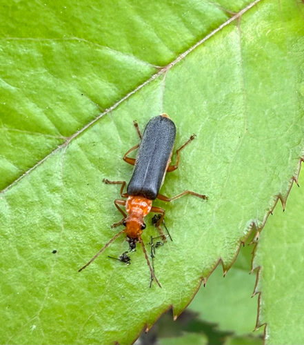 Downy Leather-winged Beetle photo 5