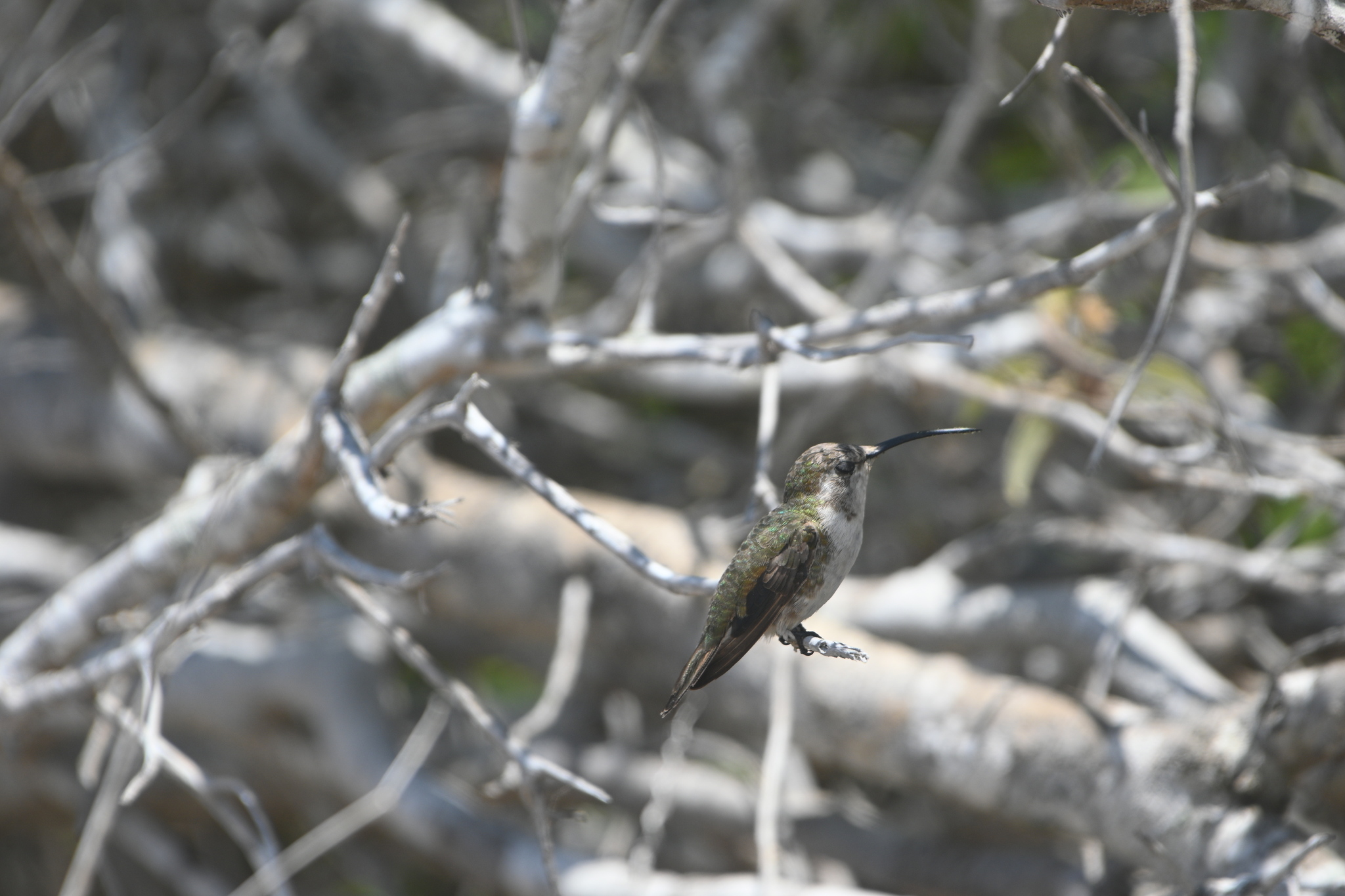 Mexican Sheartail (Doricha eliza), photo 8