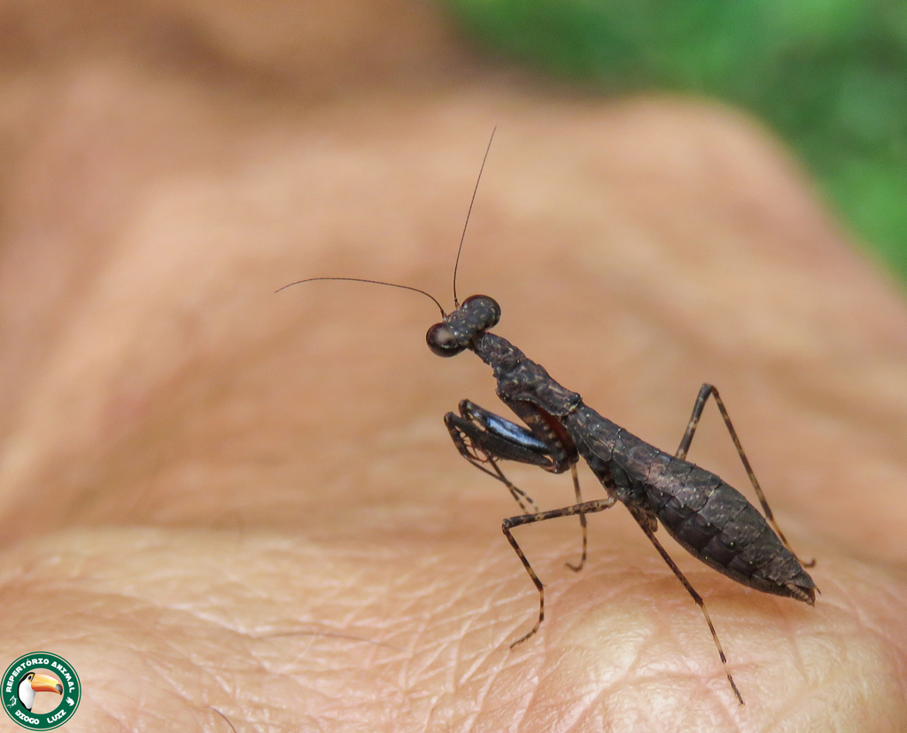 Bantia marmorata