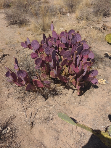 Opuntia gosseliniana