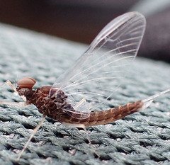 Callibaetis ferrugineus hageni