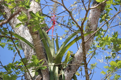 Image of Aechmea bracteata by (c) Ricard Busquets Reverte, some rights reserved (CC BY)