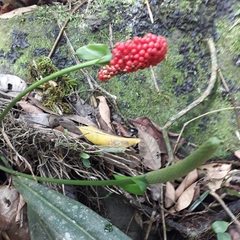 Anthurium bakeri