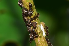 Tragopini