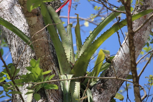 Image of Aechmea bracteata by (c) Ricard Busquets Reverte, some rights reserved (CC BY)