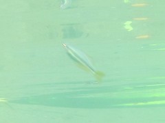 Melanotaenia splendida splendida