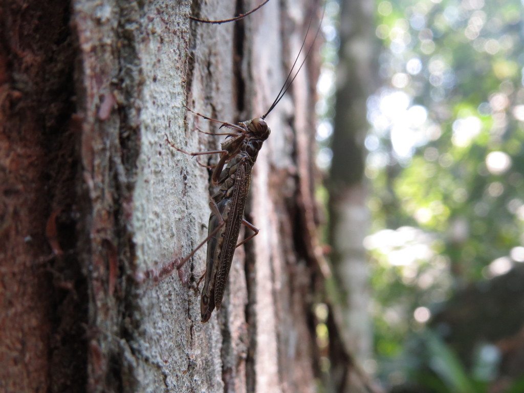 Mantoida brunneriana