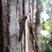 Mantoida brunneriana - Photo (c) Diogo Luiz,  זכויות יוצרים חלקיות (CC BY-SA), הועלה על ידי Diogo Luiz