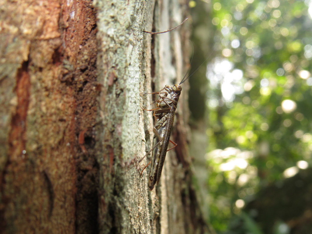 Mantoida burmeisteri