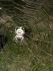 Araneus bicentenarius